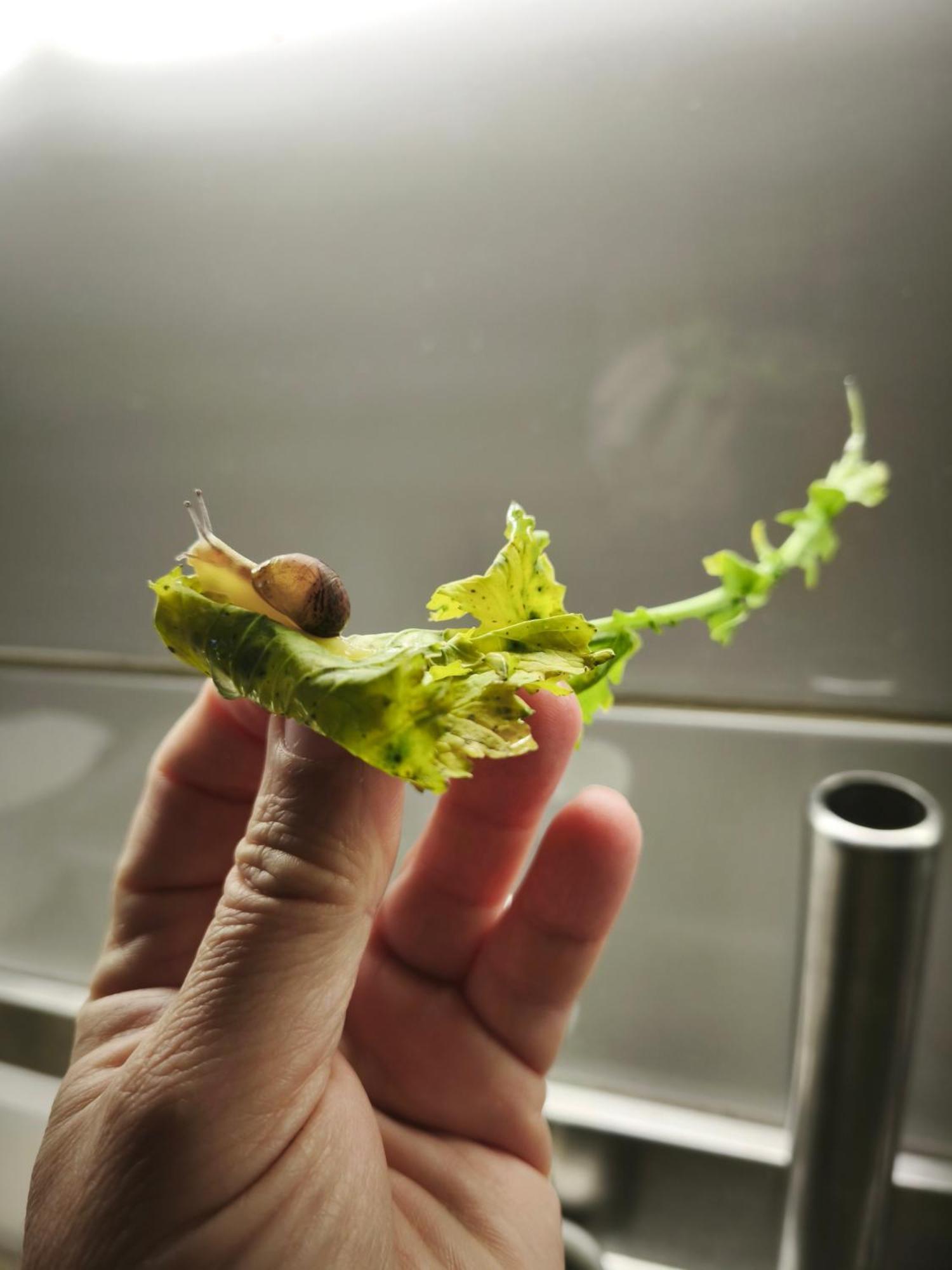 法罗二号酒店 阿西亚罗利 外观 照片